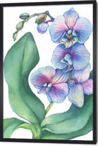 Gałąź kwitnąca tropikalny niebieski kwiat orchidei (storczyk Phalaenopsis, Dendrobium) z liśćmi. Bliska hybrydowa orchidea. Ręcznie rysowane akwarela malarstwo ilustracja na białym tle.