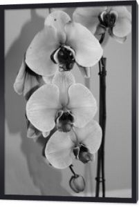 Orchidea w rozkwicie
