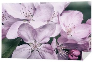 Wiosenny kwiat, kwiat jabłoni, zbliżenie kwiatów sakura, naturalne tło