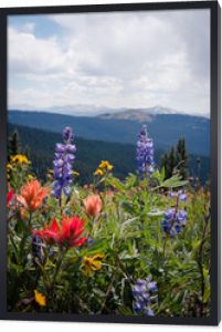 Polne kwiaty na polu w Kolorado.