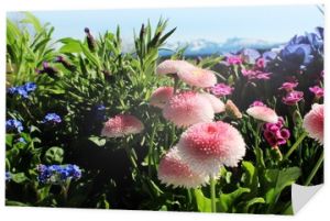 Frühlingserwachen: Balkonblumen (Nelken, Gänseblümchen, Hortensie, Lavendel) vor traumhaftem Bergpanorama, Allgäu, Bayern