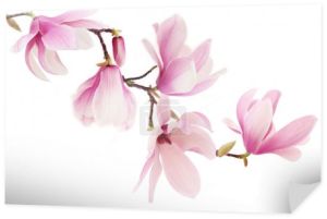 Oddział kwiaty magnolii różowy wiosna