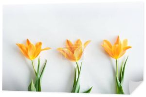 żółte tulipany w wierszu