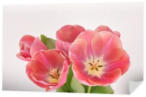 bukiet różowych wiosennych tulipanów w wazonie izolowanym na białym