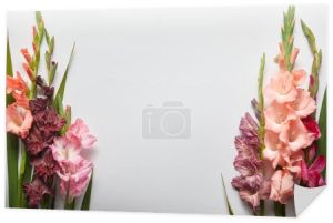 zbliżenie kwiatów piękne mieczyki różowe i fioletowe na szarym tle 