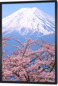 Japonia Fuji i kwitnąca wiśnia w sezonie wiosennym