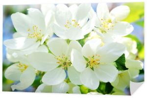 Jasne białe kwiaty jabłoni na wiosnę. Ścieśniać