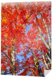 Jesienne liście sezon Kioto, patrząc na jesienny las liści