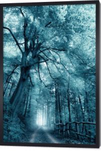 Senna, mglista sceneria leśna o stonowanej monochromatycznej chłodnej barwie, ścieżka pod dużym drzewem prowadząca do światła