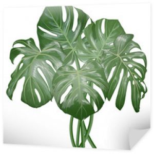 Tropikalna palma liść na białym tle. Akwarela. Ilustracja wektorowa. EPS 10