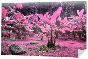 Piękne zdjęcia w podczerwieni tropikalnych liści i roślin w kolorze różowym i fioletowym