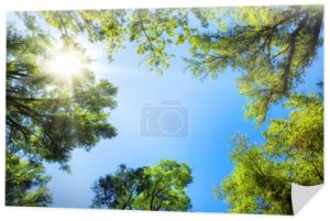 Treetops kadrowania błękitne niebo słoneczny