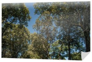 Niski kąt widzenia drzew i latarni z niebieskim niebem na tle 