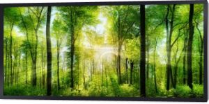 Lesie panorama z promienie słoneczne
