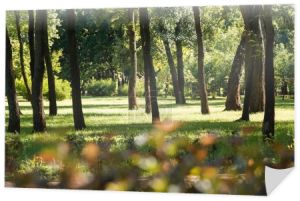 Selektywny fokus drzew z zielonych liści w zacisznym parku