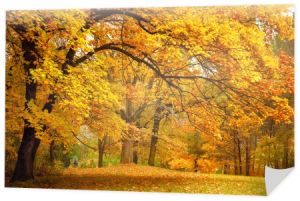 Jesień / złoto drzew w parku