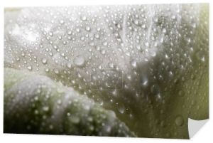 widok z bliska mokry zielony liść kapusty