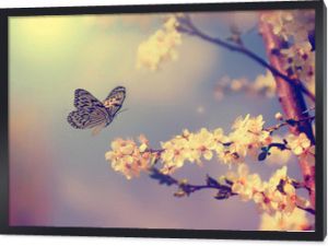 Motyl i kwiat wiśni