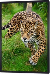 Oszałamiający jaguar Panthera Onca przemierzający wysoką trawę