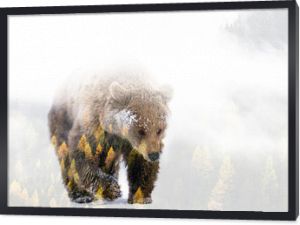 Double exposure of a wild brown bear and a pine forest