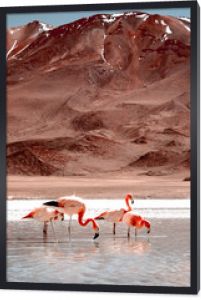Piękne flamingi w słonecznej lagunie w mountanious