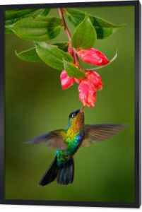Fiery-throated Hummingbird, Panterpe insignis, shiny colorful bird in flight. Wildlife flight action scene from tropical forest in dark habitat. Mountain bright animal from Costa Rica.