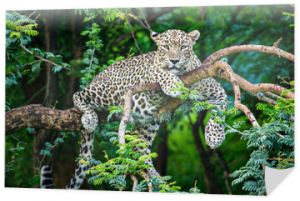 Indian Leopard on Tree in Gir Forest in Gujarat