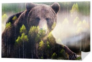 double exposure of brown bear and forest