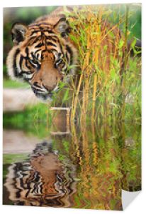 Portret tygrysa sumatrzańskiego Panthera Tigris Sumatrae duży kot refl