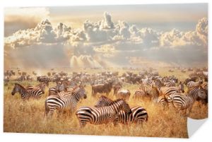 Afrykańskie dzikie zebry i gnu w afrykańskiej sawannie na tle chmur burzowych cumulus i zachodzącego słońca. Dzika przyroda Tanzanii. Artystyczny obraz naturalny.