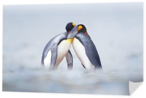 Para pingwinów królewskich przytula się w dzikiej przyrodzie, śniegu i lodzie. Połącz dwa kochające się pingwiny. Scena dzikiej przyrody z białej natury. Zachowanie ptaków, scena dzikiej przyrody z natury, Georgia Południowa, Antarktyda.