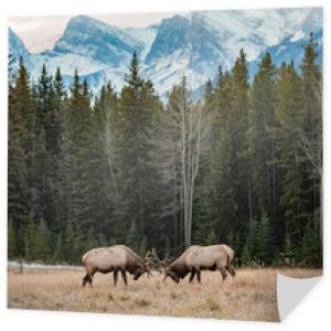 Łosie walczące w Parku Narodowym Banff