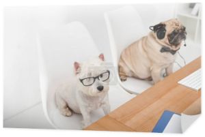 biznesowe psy w miejscu pracy