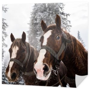 konie z uprzężą w śnieżnych górach z sosnami