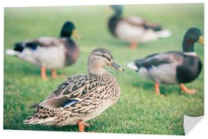 Domowych kaczek na zielonej trawie