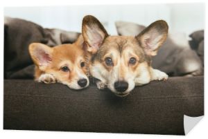 portret dwóch psów adorable walijski corgi, leżąc na kanapie w domu