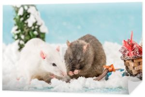 słodkie szczury i wiklinowe sanki z pudełek prezent w Nowym Roku 