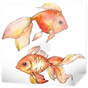 Akwarela wodnych złotych rybek kolorowy na białym tle na elementy biały ilustracja.