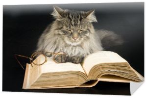kot, książki i okulary