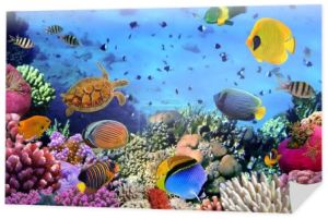 Zdjęcie kolonii koralowej