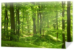 Zielony letni las