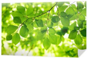 Zielone liście w tle