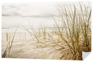 Zbliżenie na wysoką trawę na plaży podczas pochmurnej pory roku