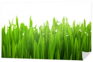 Świeża zielona trawa pszeniczna z kroplami rosy / na białym tle