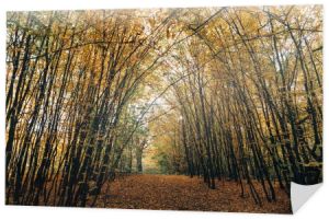 Szlak z golden opadłych liści w lesie jesienią 