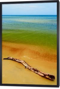 Driftwood na plaży. Wybrzeże Morza Bałtyckiego, Pomorze, Polska.