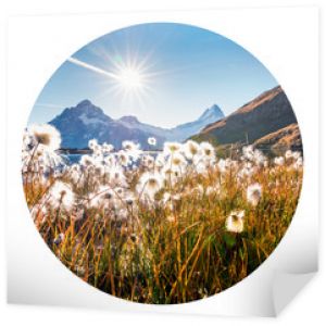 Okrągła ikona natury z krajobrazem. Słoneczny poranek scena Bachalp jezioro (Bachalpsee) z piór trawy kwiaty, Alpy szwajcarskie, lokalizacja Grindelwald, Szwajcaria, Europa. Fotografia w kręgu.