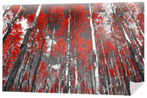 Czerwony las jesiennych drzew osikowych w czarno-białym krajobrazie Gór Skalistych w Kolorado