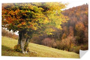 Jesienny krajobraz leśny w rumuńskich Karpatach, Europa