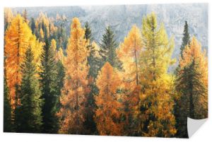 Wspaniały jesienny widok na Dolomity. Fantastyczna jesienna scena z kolorowym niebem, majestatycznym skalistym wierzchołkiem i kolorowymi drzewami świecącymi w słońcu w Dolomitach